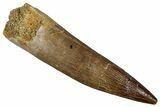 Fossil Plesiosaur (Zarafasaura) Tooth - Morocco #354697-1